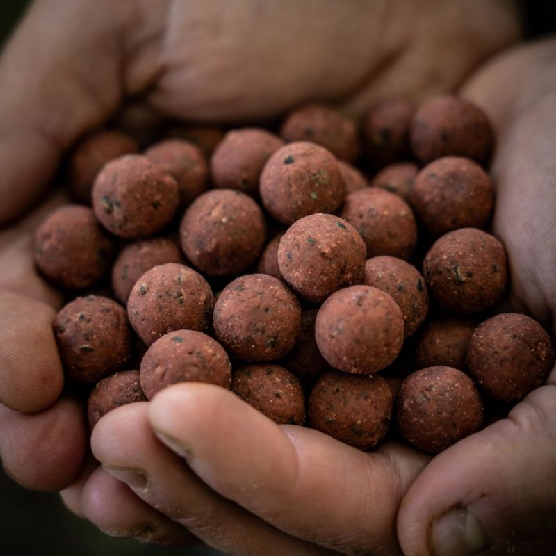 RG Baits Red Sea Squid Freezer Boilies
